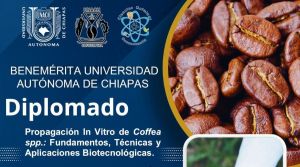 Diplomado en Propagaci&oacute;n In Vitro de Coffea